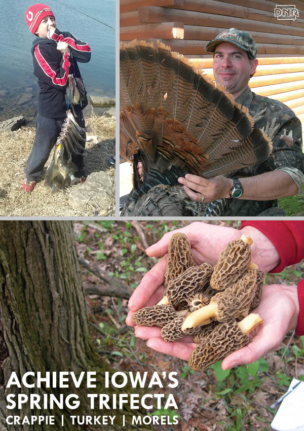 Go for Iowa's spring trifecta: morel mushrooms, crappie fishing and turkey hunting | Iowa DNR